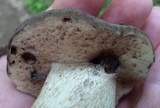 Tylopilus variobrunneus image