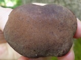 Tylopilus variobrunneus image