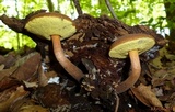 Boletellus chrysenteroides image
