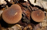 Boletellus chrysenteroides image