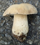 Boletus atkinsonii image