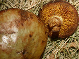 Suillus umbonatus image