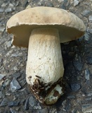 Boletus atkinsonii image