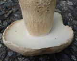 Boletus atkinsonii image
