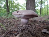 Tylopilus plumbeoviolaceus image