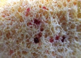 Fuligo septica image