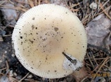 Amanita flavescens image