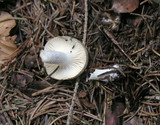 Hygrophorus agathosmus image