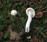 Hygrophorus agathosmus image