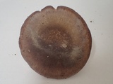 Russula vesca image