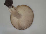 Russula vesca image