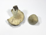 Hygrophorus agathosmus image