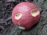 Baorangia bicolor image