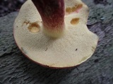 Baorangia bicolor image