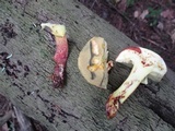 Baorangia bicolor image