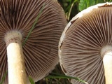 Agrocybe dura image