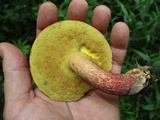 Baorangia bicolor image