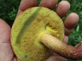 Baorangia bicolor image