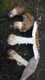 Amanita regalis image