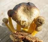 Chrysomphalina chrysophylla image