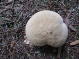 Caloboletus inedulis image