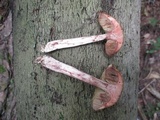 Leccinum luteum image