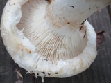 Lactarius deceptivus image