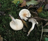 Hygrophorus arbustivus image