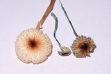 Leucoagaricus caerulescens image
