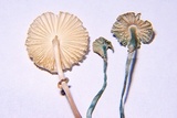Leucoagaricus caerulescens image