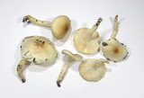 Hygrophorus arbustivus image