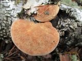 Hapalopilus rutilans image