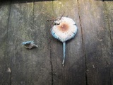Leucoagaricus caerulescens image