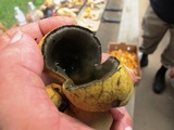 Entonaema liquescens image