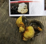 Entonaema liquescens image
