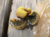 Entonaema liquescens image