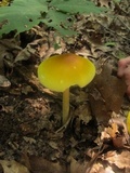 Amanita banningiana image