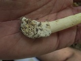 Amanita banningiana image