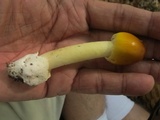 Amanita banningiana image