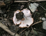 Hypomyces lateritius image