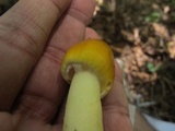 Amanita banningiana image