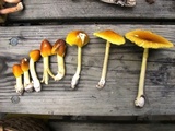 Amanita banningiana image