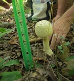 Amanita ravenelii image