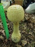 Amanita ravenelii image