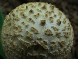 Amanita ravenelii image