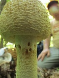 Amanita ravenelii image