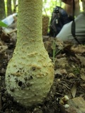 Amanita ravenelii image