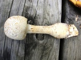 Amanita ravenelii image