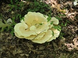 Bondarzewia berkeleyi image