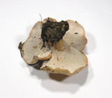 Hypomyces lateritius image